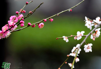 2017年立春是幾月幾號？2017年什么時候立春？