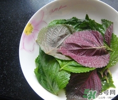 紫蘇葉可以泡腳嗎?蘇子葉泡酒有什么功效 紫蘇葉可以泡腳嗎?蘇子葉泡酒有什么功效
