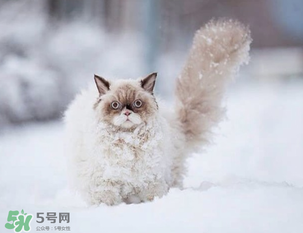 2017年什么時(shí)候最冷？2017年最冷的是哪幾天？