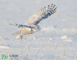 2017年三九四九是什么時候？2017年四九是哪天？