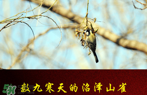 2017年三九四九是什么時候？2017年四九是哪天？