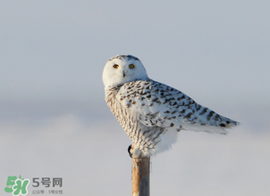 2017年三九四九是什么時候？2017年四九是哪天？