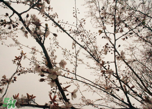 六九是幾號？2017年六九是哪天？