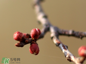 六九是幾號？2017年六九是哪天？