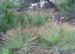 六九是幾號？2017年六九是哪天？