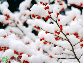 數(shù)九天什么時(shí)候最冷？數(shù)九天幾九最冷？