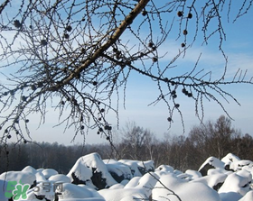 二九是幾月幾號？2017年二九是哪天？