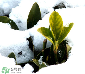 小寒是幾九？2017年小寒是幾九？