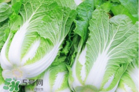 2017過年白菜會(huì)漲價(jià)嗎？2017年春節(jié)白菜價(jià)格預(yù)測(cè)