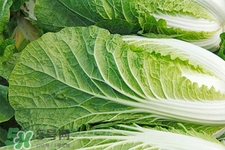 2017過年白菜會(huì)漲價(jià)嗎？2017年春節(jié)白菜價(jià)格預(yù)測(cè)