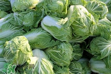 2017過年白菜會(huì)漲價(jià)嗎？2017年春節(jié)白菜價(jià)格預(yù)測(cè)