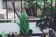 2017過(guò)年小蔥會(huì)漲價(jià)嗎？2017年春節(jié)小蔥價(jià)格預(yù)測(cè)