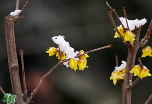 七九是哪一天？2017年七九是哪天？