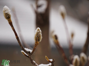 七九是哪一天？2017年七九是哪天？