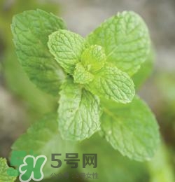 有狐臭不能吃什么食物？有狐臭的人不能吃什么