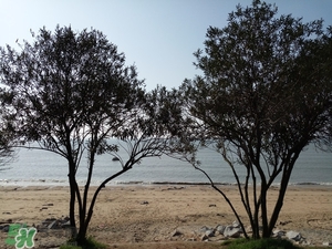 春節(jié)去廈門穿什么衣服？過年春節(jié)廈門穿什么？