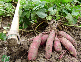 紅薯皮發(fā)黑能吃嗎？紅薯削皮后發(fā)黑能吃嗎？