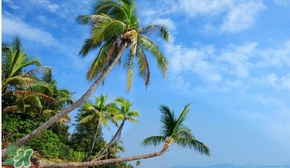 春節(jié)去三亞穿什么？過年春節(jié)去三亞穿什么衣服？