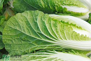 白菜葉子上的小黑點是什么？白菜葉子上有黑點能吃嗎？