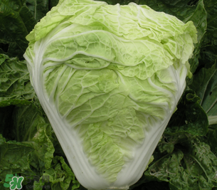 白菜葉子上的小黑點是什么？白菜葉子上有黑點能吃嗎？