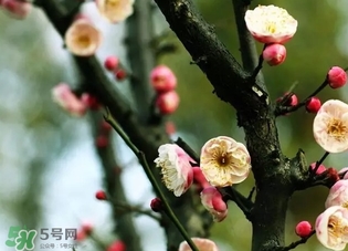 正月是臘月嗎？正月和臘月是幾月？