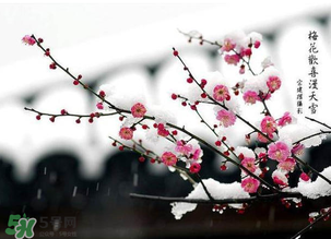 梅花可以放臥室嗎？梅花放在臥室風水好嗎？