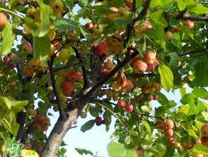 野蘋(píng)果可以泡酒嗎？野蘋(píng)果泡酒有什么功效？