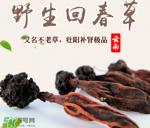 回春草多少錢一斤？回春草多少錢一克？