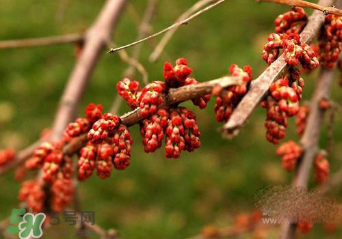 高血脂泡腳用什么藥好？高血脂用什么藥泡腳？