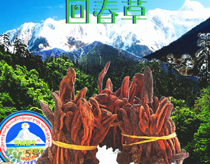 回春草多少錢一斤？回春草多少錢一克？