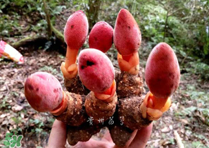 回春草多少錢一斤？回春草多少錢一克？