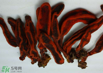 回春草有什么功效？回春草的功效與作用 