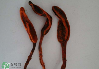 回春草有什么功效？回春草的功效與作用 