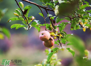 野蘋(píng)果可以泡酒嗎？野蘋(píng)果泡酒有什么功效？