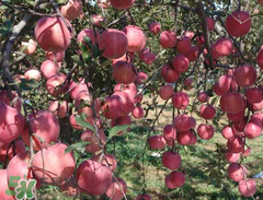 野蘋果可以吃嗎？野蘋果怎么吃法？