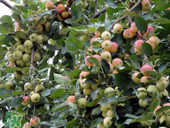 野蘋果可以吃嗎？野蘋果怎么吃法？