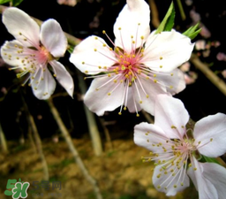 立春可以出門嗎？立春為什么不能出門？