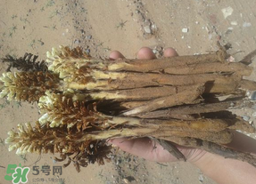 野生肉蓯蓉多少錢一斤？肉蓯蓉價(jià)格一斤多少錢？