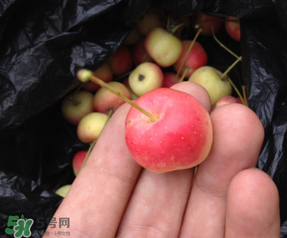 野蘋果的營(yíng)養(yǎng)價(jià)值 野蘋果的功效與作用