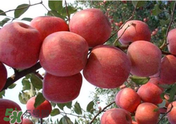 阿克蘇蘋果脆嗎？阿克蘇蘋果是粉蘋果還是脆蘋果？