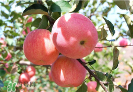 面蘋果和脆蘋果有什么區(qū)別？面蘋果和脆蘋果哪個營養(yǎng)大？