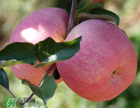 面蘋果和脆蘋果有什么區(qū)別？面蘋果和脆蘋果哪個營養(yǎng)大？