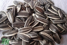 乙肝能吃瓜子嗎？乙肝患者不能食用葵瓜子