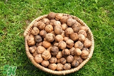 乙肝小三陽可以吃核桃嗎？乙肝大三陽可以吃核桃嗎？