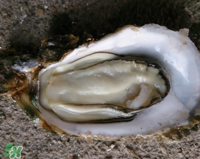 生蠔多少錢一斤？生蠔一斤有幾個(gè)？