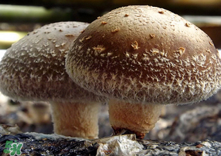 一歲寶寶可以吃香菇嗎？寶寶多大可以吃香菇？