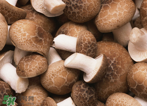 一歲寶寶可以吃香菇嗎？寶寶多大可以吃香菇？