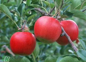 野蘋果多少錢一斤？野蘋果價格