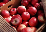 野蘋果多少錢一斤？野蘋果價格