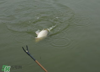 立春能釣魚嗎？立春好釣魚嗎？